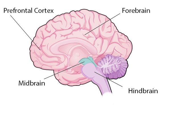 brain safety